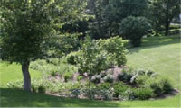 Modern Rain Garden